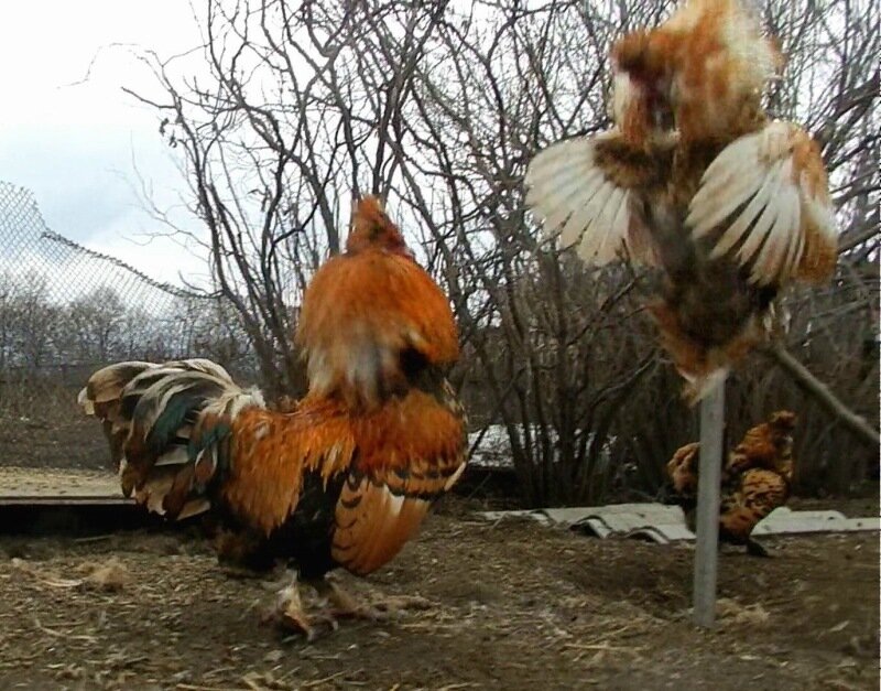 19 апреля 2013