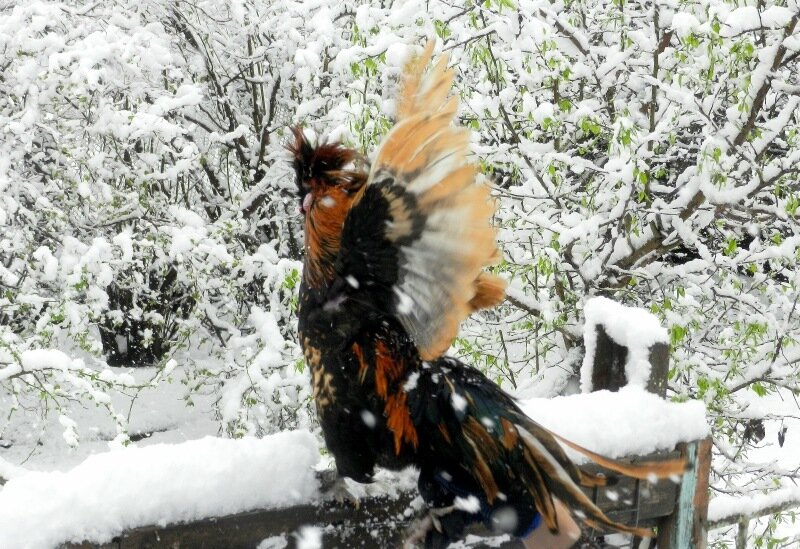  А поймаешь птицу-жар, И кричи на весь базар!