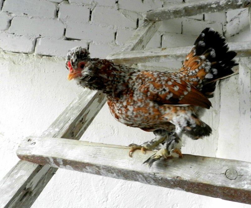 Алтайская бентамка