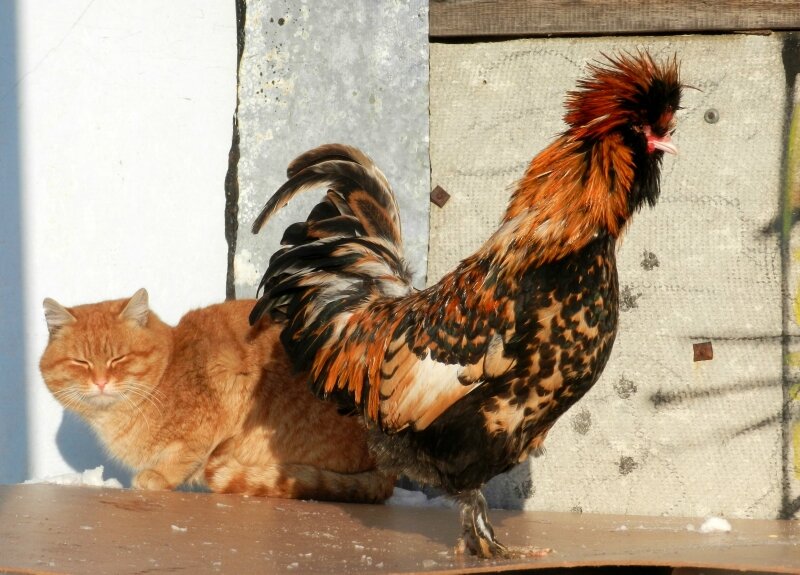 Кот и Петух