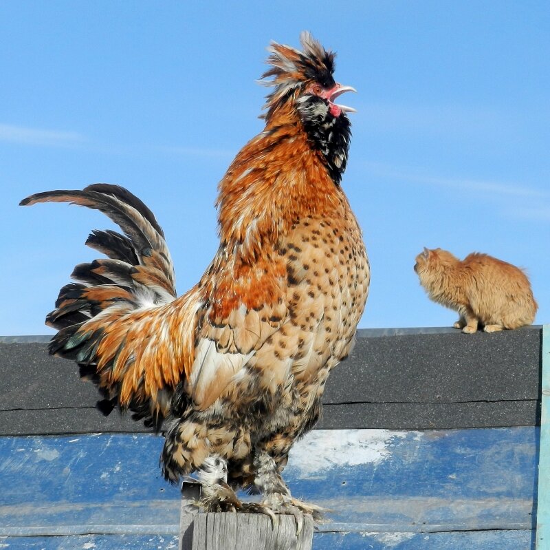 Жили - Были Кот да Петух