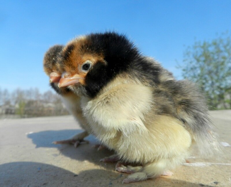 Павловские Цыплята