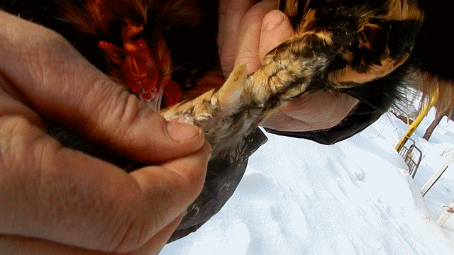 Павловская нога