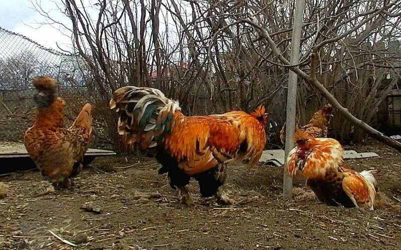 19 апреля 2013