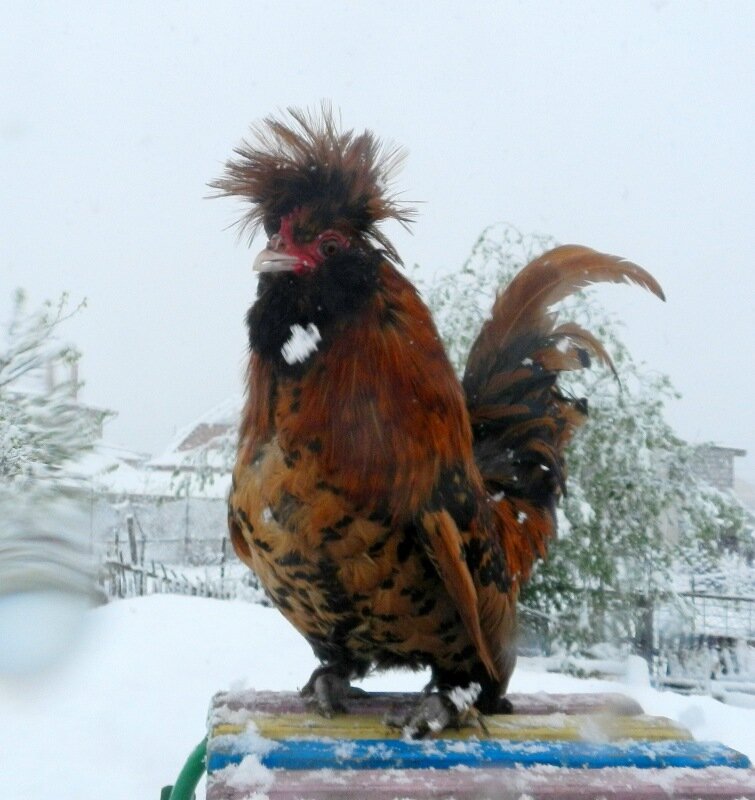 Снегопад 11 мая 2013