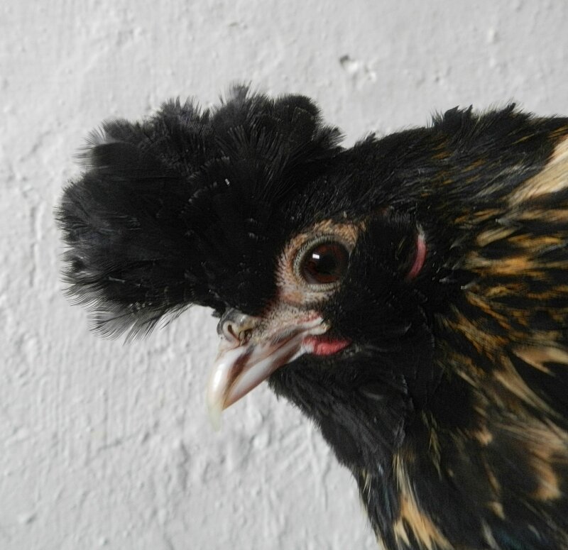 ПАВЛОВСКАЯ КУРОЧКА