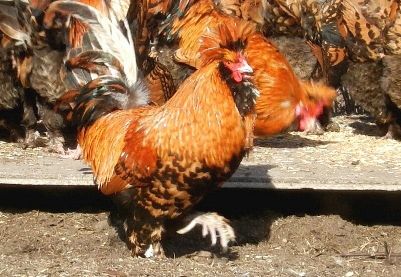 Павловская золотистая