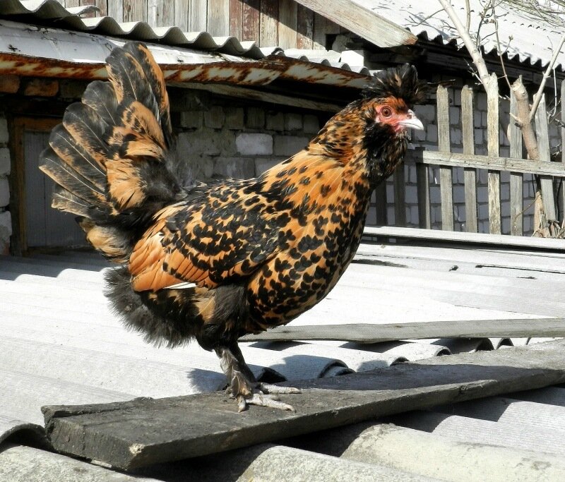 26 апреля 2013. Молодняк 2012