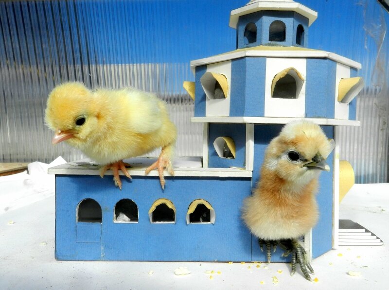 Дом для цыплёнка должен быть крепостью!