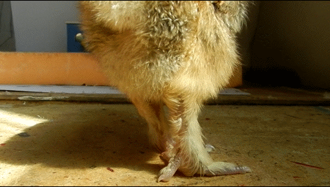 Павловские цыплята