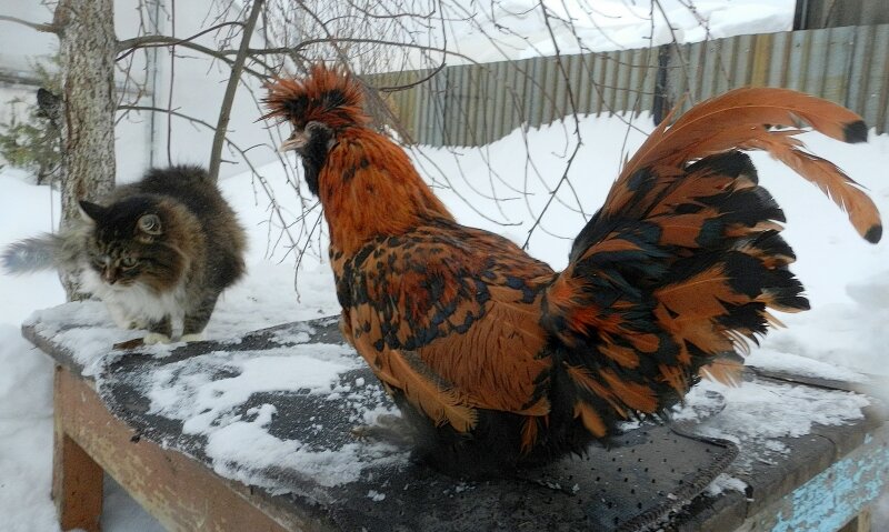 «Жили - Были Кот да Петух» 