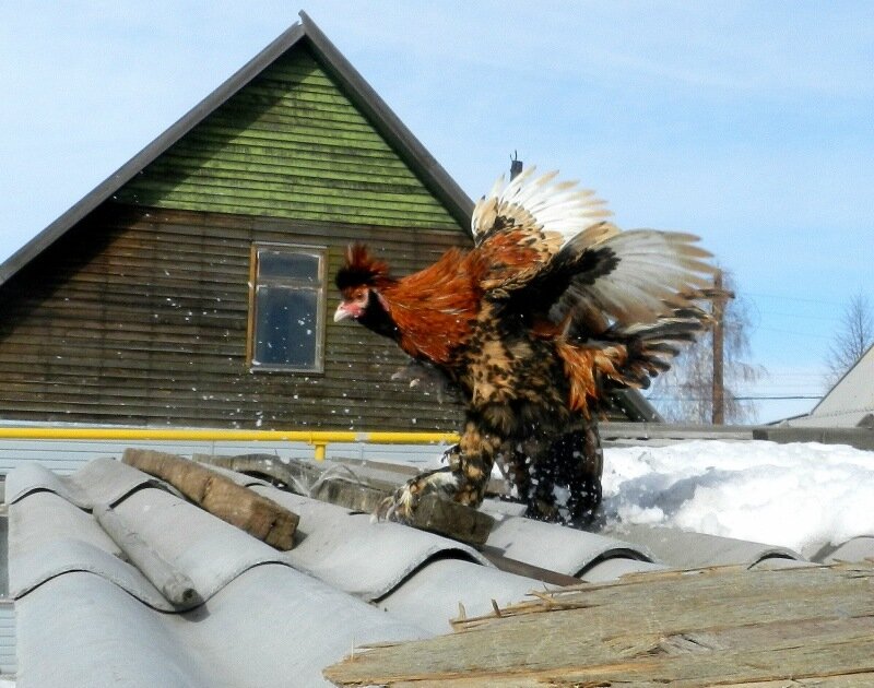 Павловский петух