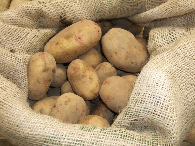 Урожайные сорта картофеля для средней. Сорт картофеля Журавинка. Картофель семенной Фрителла. Сорт картофеля ред Бородянский розовый.