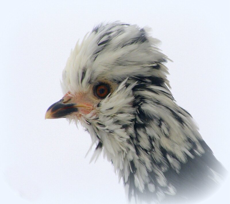 Бентамка Алтайская