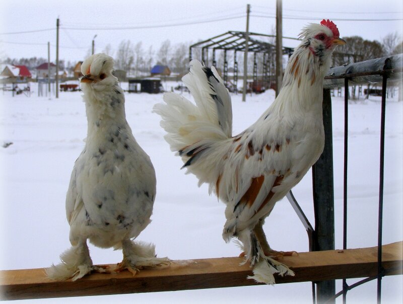 Бентамка Алтайская