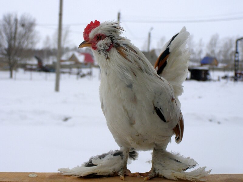 Бентамка Алтайская