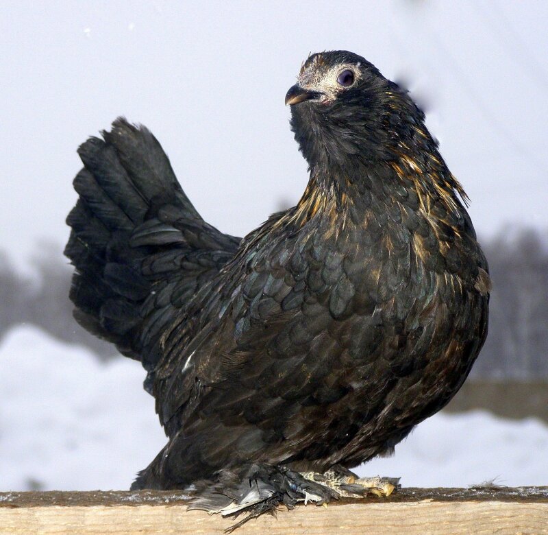 Бентамка Алтайская