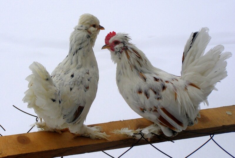 Бентамка Алтайская