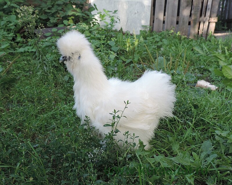 Молодняк 2014