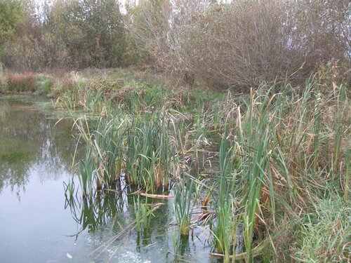 Дидков Пруд