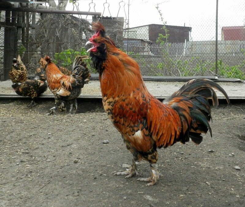 Павловский петух