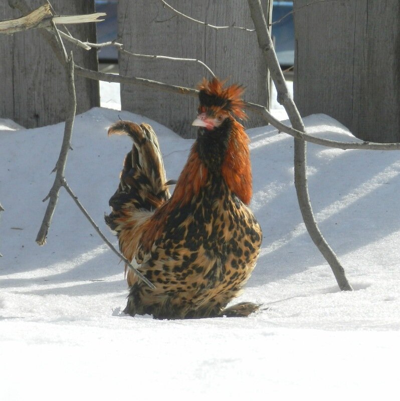 Павловский петух