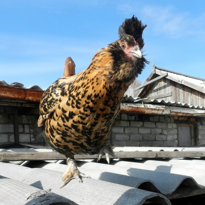 26 апреля 2013. Молодняк 2012