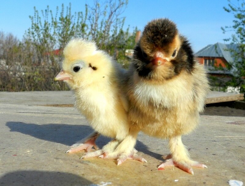 Цыплята