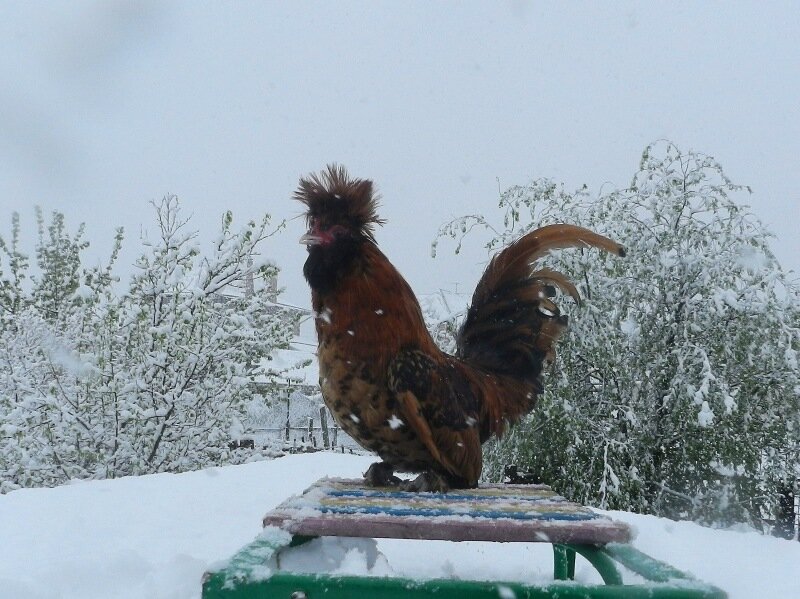 Снегопад 11 мая 2013