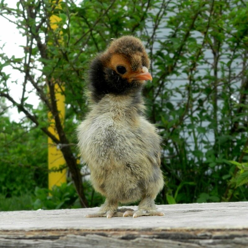 8 июня 2013 Павловские цыплята