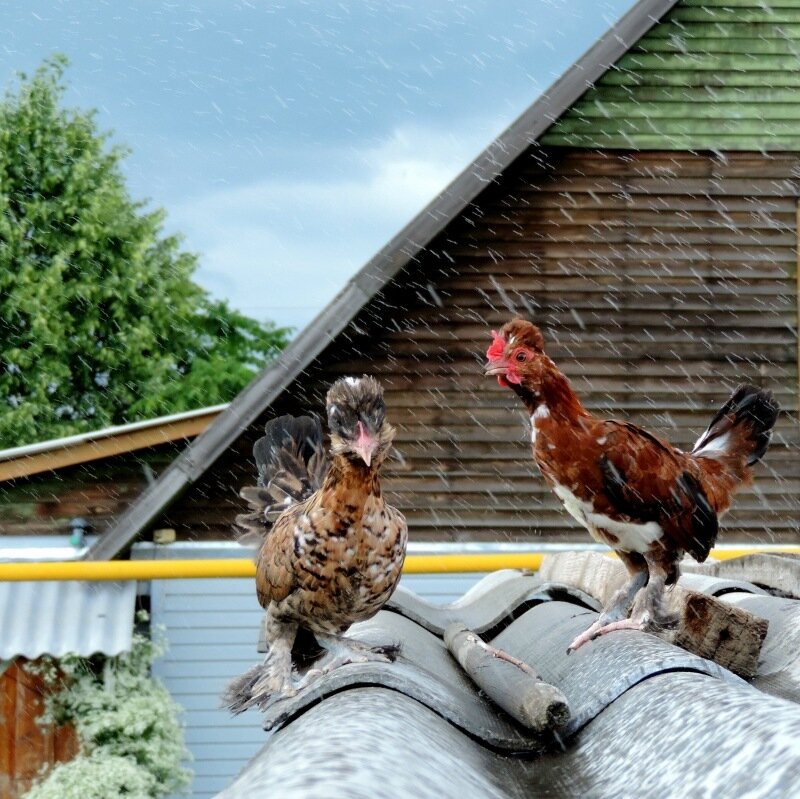 Дождливое лето