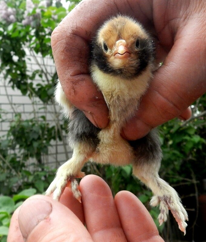 ПАВЛОВСКИЙ