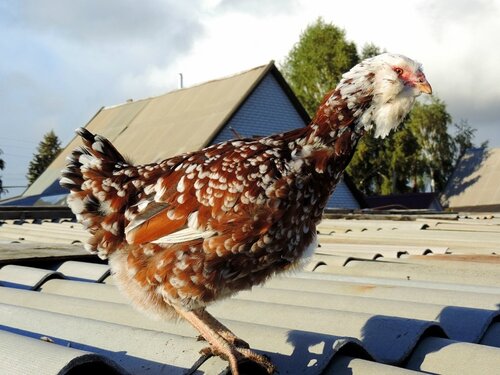 Орловская ситцевая