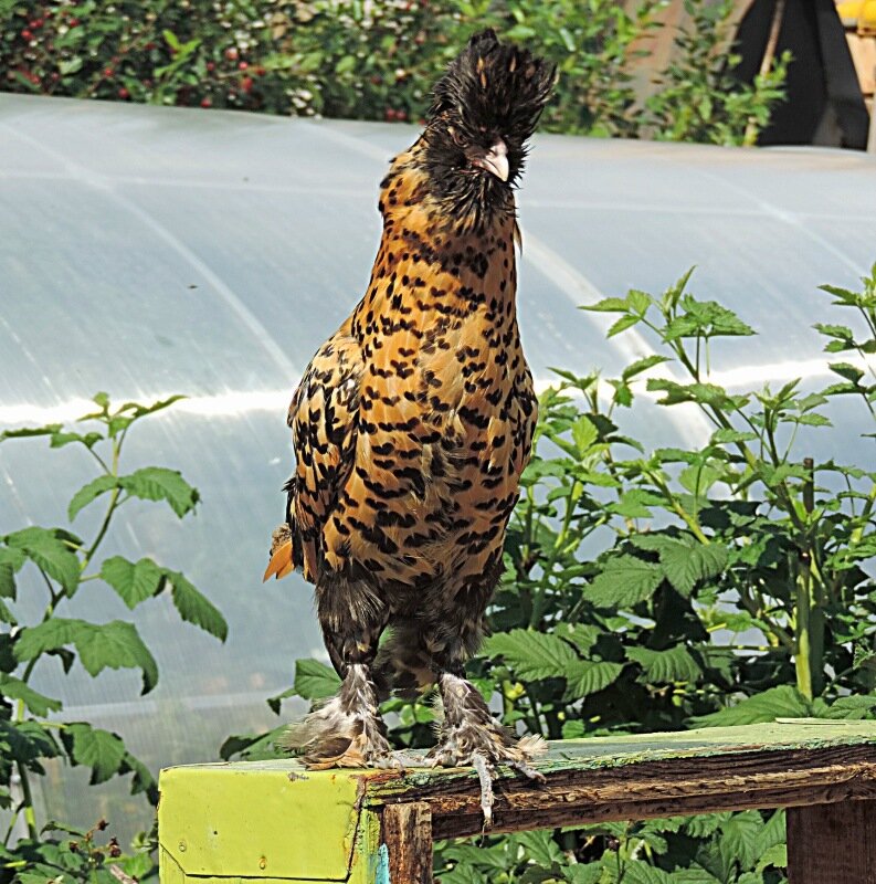 Молодняк 2013