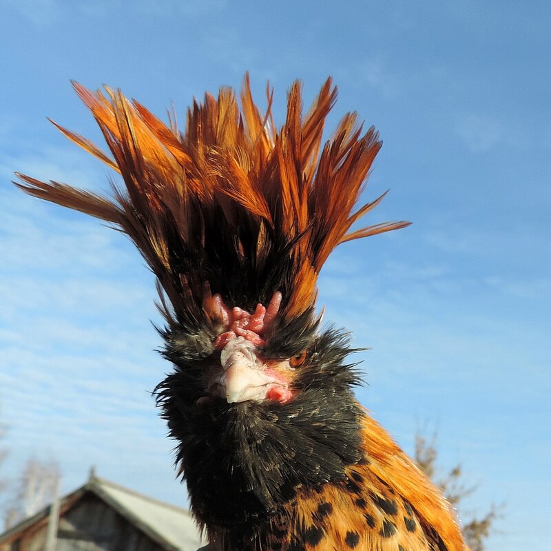 ПАВЛОВСКАЯ