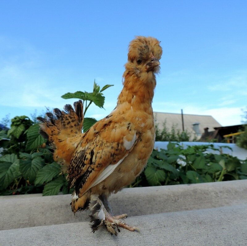 Курочка Бентамка