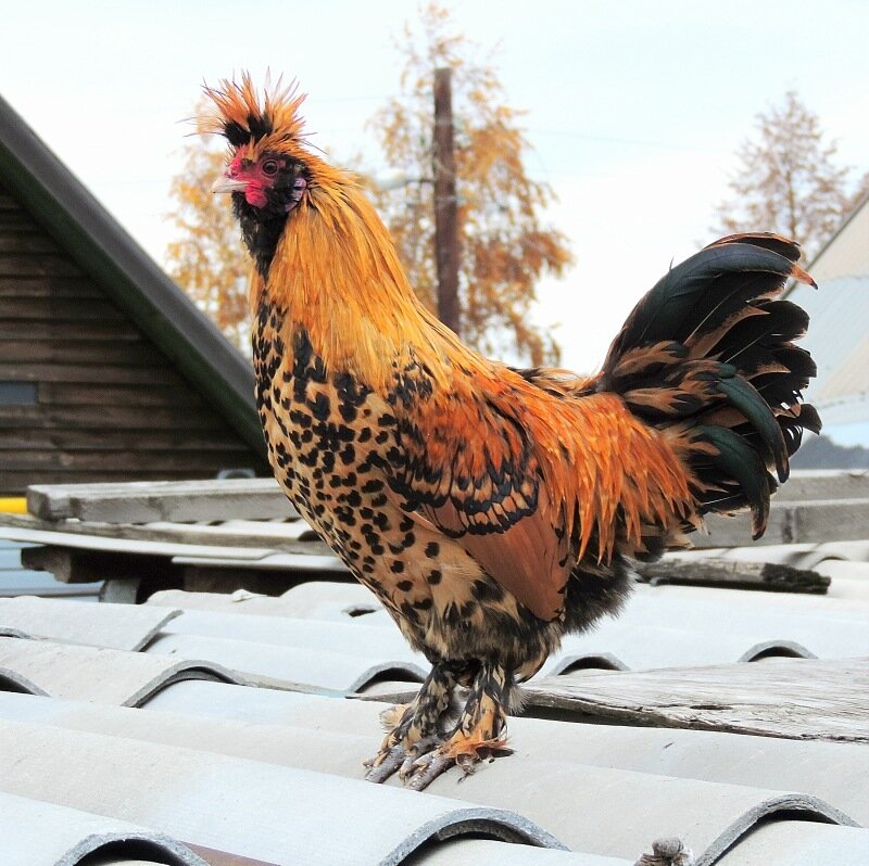 4 октября 2013