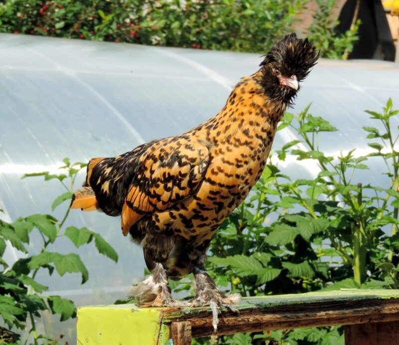 Молодняк 2013