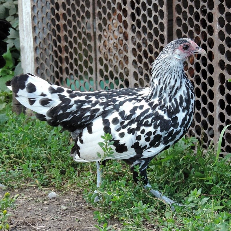 26 августа 2013