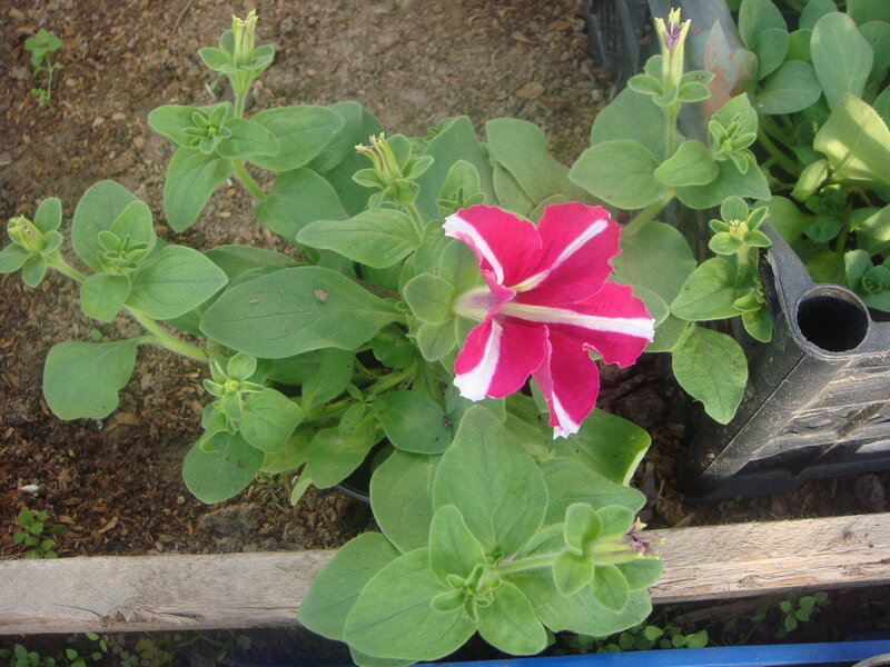 ультра роуз стар