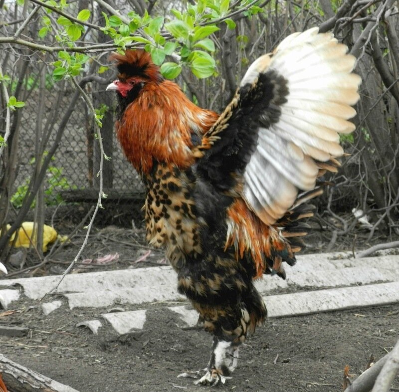 Павловский петух