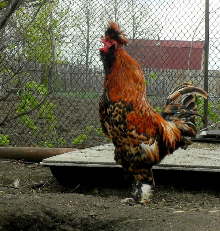 Павловский петух