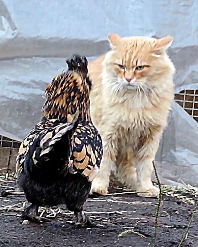 Кот да Петух