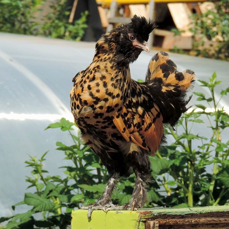 Молодняк 2013