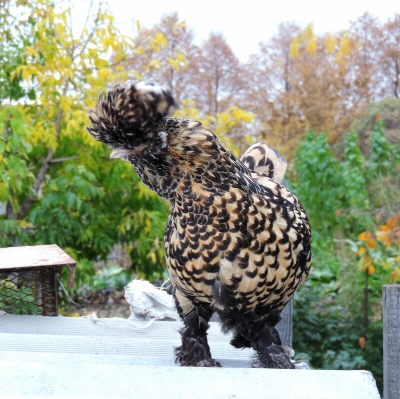 4 октября 2013