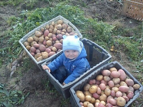 ферма мартыновых