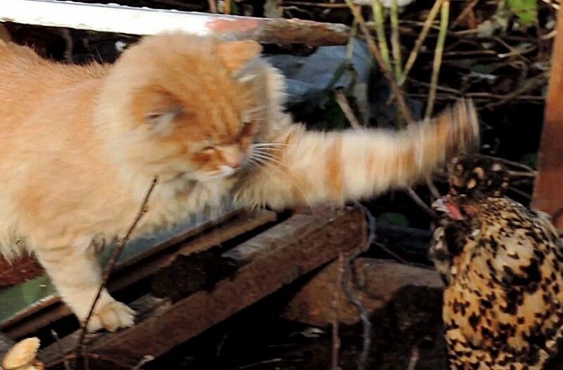 Кот да Петух