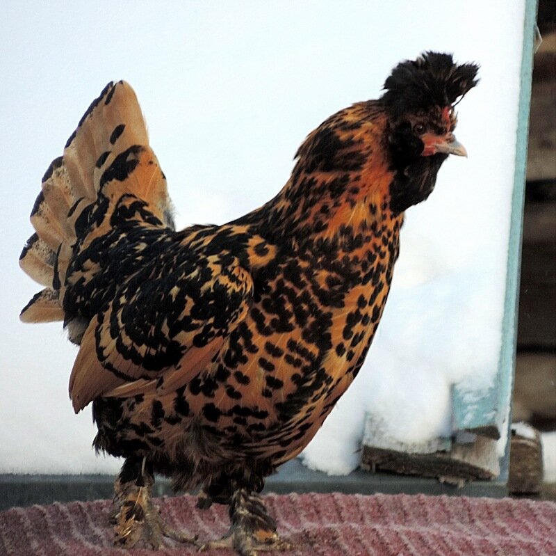 Павловская порода кур Павловская порода кур