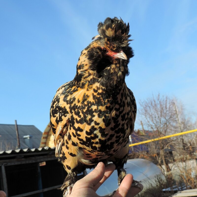 ПАВЛОВСКАЯ