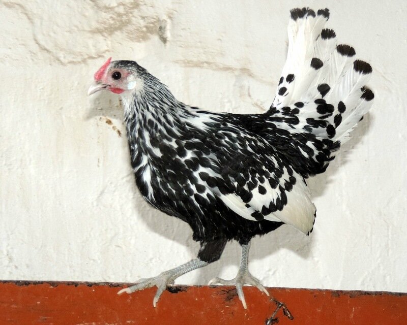 Гамбургская